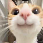 sweetrix