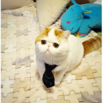 kitttypower