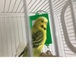 Budgie group club