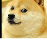 wow doge boi