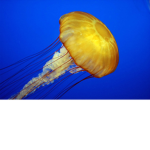 JellyFish gaming