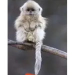 Ashna