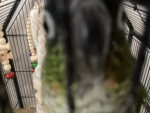 birb-gang