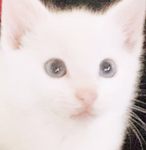 +*The Kittens*+