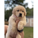 ~Puppy love~