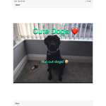 Cut dogs :)