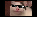 Cat army.....