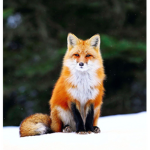 Team Fox YT