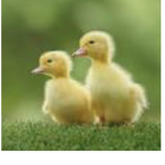 Style duck group