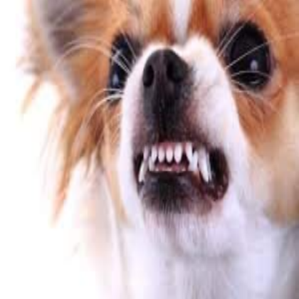 Dog Roblox decal