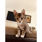 Kittens are sooo cute i have 2 of them