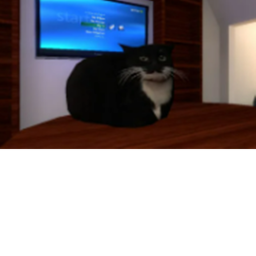 Worship maxell the cat.