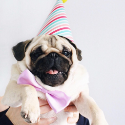 Pug's Birthday Game.