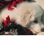 Bella’s fan’s