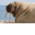 The Walrus Appreciation Group