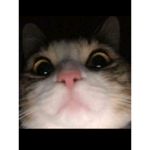 Sweet_kitties_2021