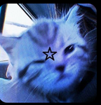 Meow!>-<