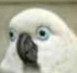 The Official Parrot Game