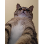 CatKittyCat