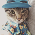 Cats only!