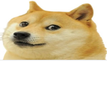 DOGE IS PRO!!!!!!