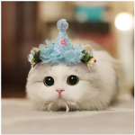 Cat Army we don't hurt fishys