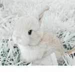 awhxtulips