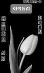 회색튤립