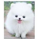 Doggies aww