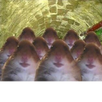 The Hot-Trash Rat Squad