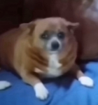 Trevor creature fans only
