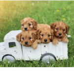 Laurenspuppys!