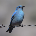 Blue Bird Fan Group_YT