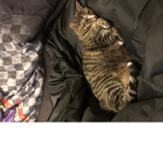 The cat group’s