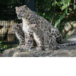 Die Schnee leo pard Gruppe
