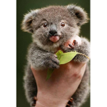 The koalas area