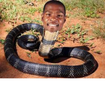 The cool snakes