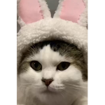 Buster_avocados