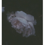 -BLUE ROSES-