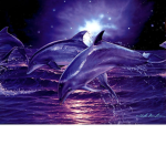 Team Dolphins!