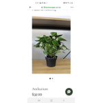I like plants