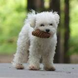 dog obby so cute