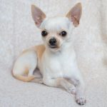 The Chihuahua pack!
