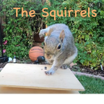 The Squirrels :>