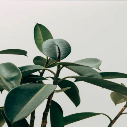 [CONTEMPORARY] Mongolia Leaves Roblox decal