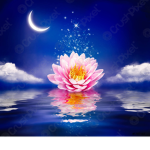Star Lotus