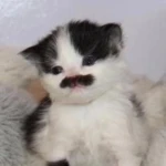 Nobody Better Group Thumbnail