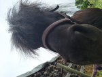 Horse live