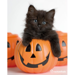 Kitty wonderland
