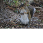 INSANE SQUIRREL GANG